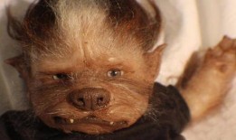 狼孩在线观看,重返人类世界的惊心动魄之旅